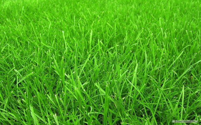 High Resolution Green Grass Background Hd - 3537x2400 Wallpaper - teahub.io