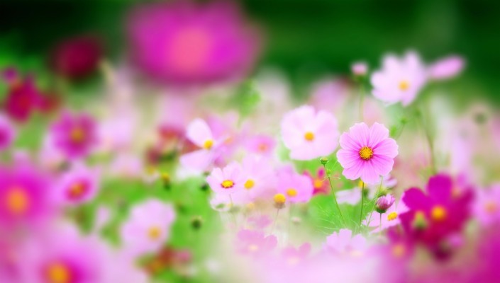 Nature, Pink, Field, Kosmeya, Flowers, Focus Desktop - Blur Photo With  Flowers - 970x550 Wallpaper 