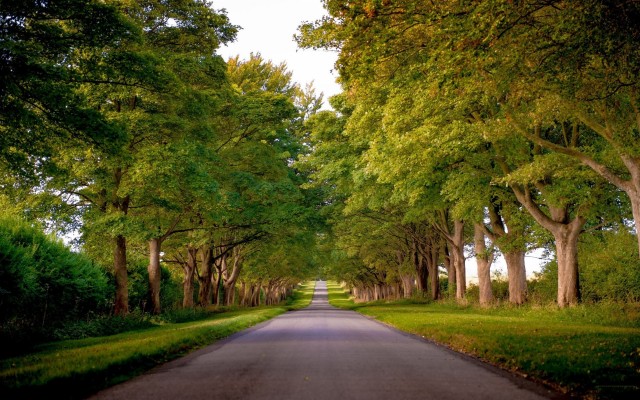 Road Trees Wallpaper Download - 1920x1200 Wallpaper 