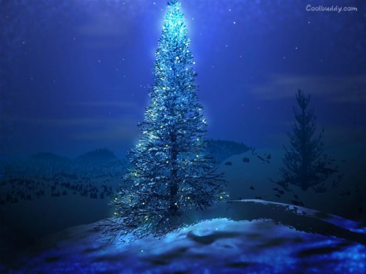 Beautiful Blue Christmas Trees - 800x600 Wallpaper - teahub.io