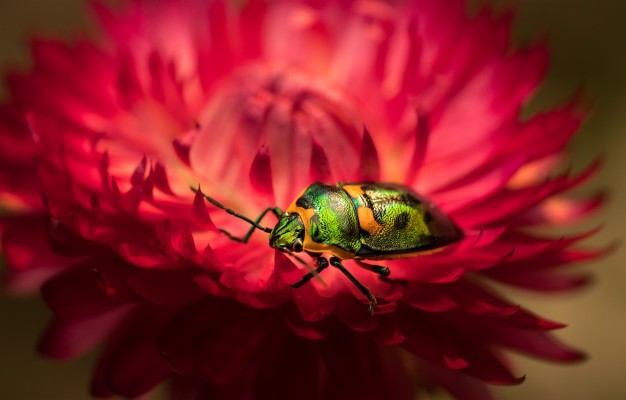 Photo Wallpaper Flower, Macro, Red, Green, Beetle, - Macro Photography ...