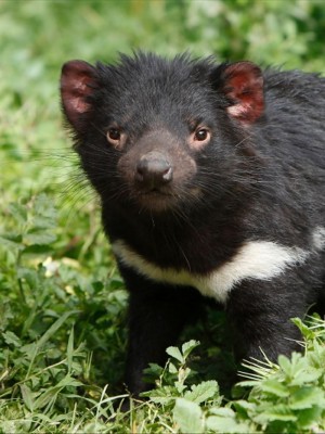 Tassie Devil Pics, Cartoon Collection - Successful Captive Breeding ...