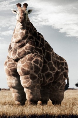 Fat Giraffe Wallpaper - Funny Animal Wallpapers For Iphone - 640x960  Wallpaper 