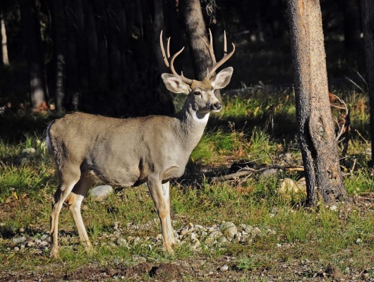 White-tailed Deer Buck, Yellowstone - Deer Buck - 2500x1885 Wallpaper ...