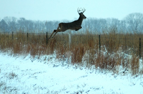 big whitetail bucks wallpaper whitetail buck wallpaper whitetail deer background 1600x1050 wallpaper teahub io big whitetail bucks wallpaper whitetail