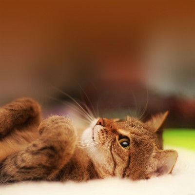 Wallpaper Hd Retina Chats Chiens Apple Iphone - Cute Cat Laying Down ...