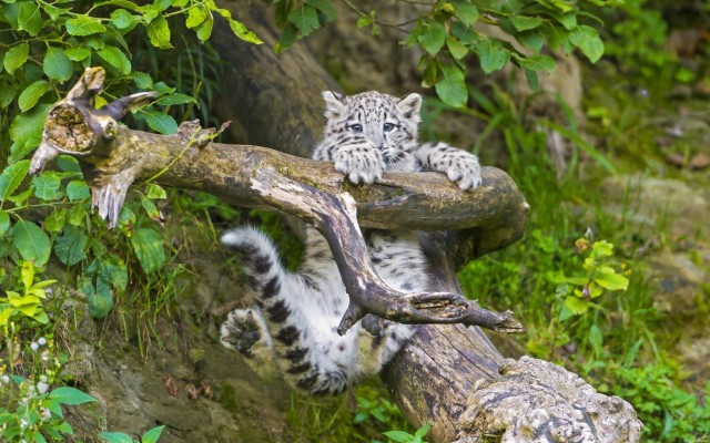 Leopard Climbing Tree - 1920x1200 Wallpaper - teahub.io