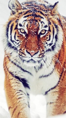 Hd Wallpapers For Mobile Tiger