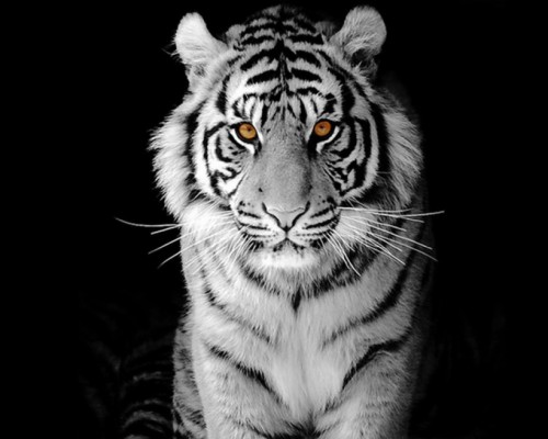 Nice Black And White Tiger Faces - 1600x1280 Wallpaper - teahub.io