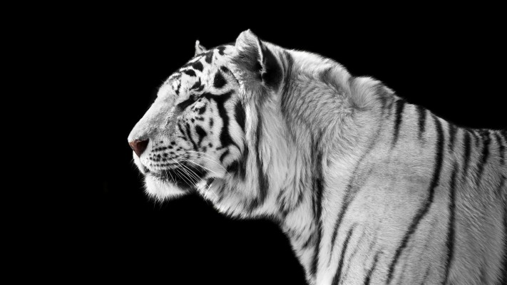 Download Tiger Wallpapers and Backgrounds , Page 7 - teahub.io