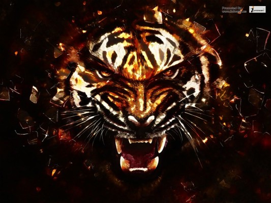 Angry Tigers Wallpaper - Fondo Tigre - 1024x768 Wallpaper - teahub.io