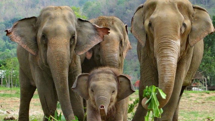 Asian Elephant Baby With Herd - 1920x1080 Wallpaper 