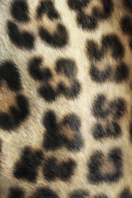 Leopard Skin Wallpaper - Leopard Skin Hd - 640x960 Wallpaper - teahub.io