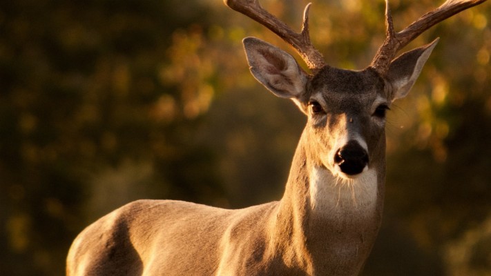 Deer Having Antler Hd Wallpaper - Rifle Deer Shot Placement - 1920x1080 ...