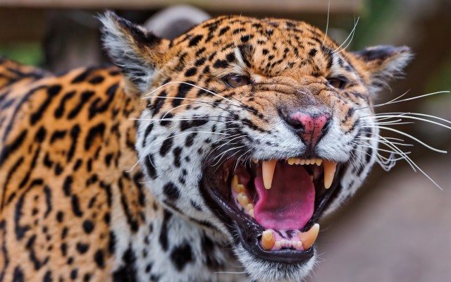 Leopard Mad - 2880x1800 Wallpaper - teahub.io