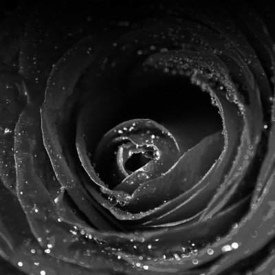 Black Rose Iphone Wallpaper - Macro Photography - 2048x2048 Wallpaper ...