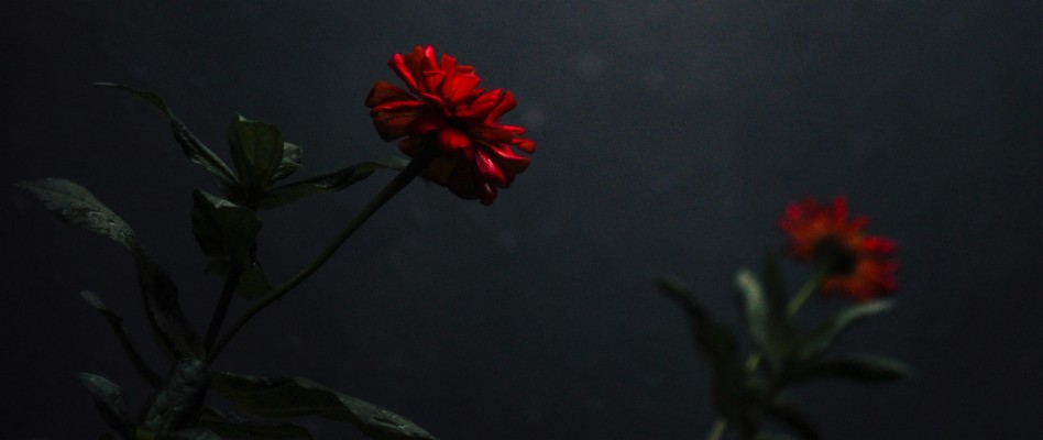 Wallpaper Flower Bud Red Dark Stem Carnation 2560x1080 Wallpaper Teahub Io