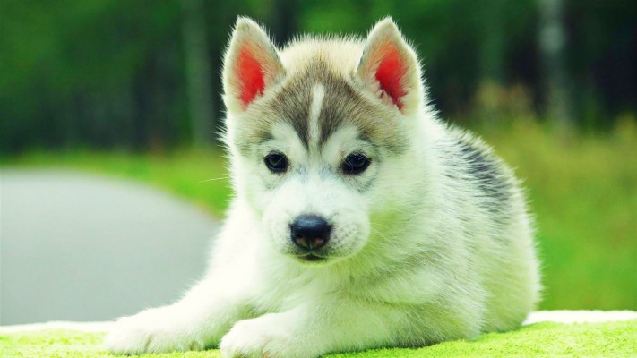 Cutest Dog In The World 2018 - 1366x768 Wallpaper - teahub.io
