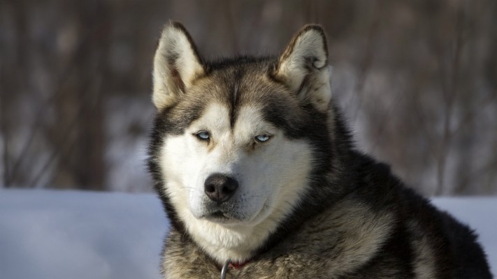 Free Download Husky Wallpaper Id 動物 搞笑 19x1080 Wallpaper Teahub Io