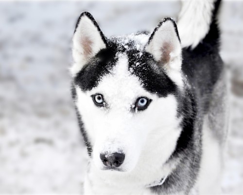 Tapeta Husky - 1280x1024 Wallpaper - teahub.io