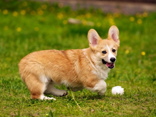 Welsh Corgi Dog Wallpaper Hd - 1280x959 Wallpaper - teahub.io