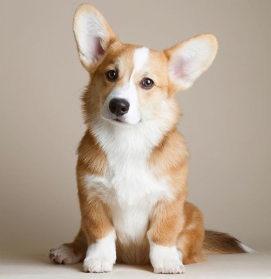 Corgi, Dog, Animals, Wooden Surface Wallpapers Hd / - Dog Wallpaper Hd ...