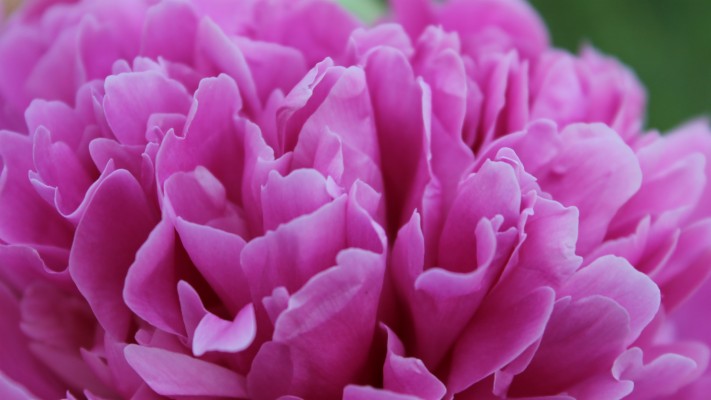 Peony, Flower, Red, Art - Close-up - 3840x2160 Wallpaper 