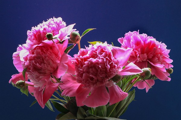Peonies Flowers Bouquet-plants Desktop Wallpaper2013 - Peony - 1366x768