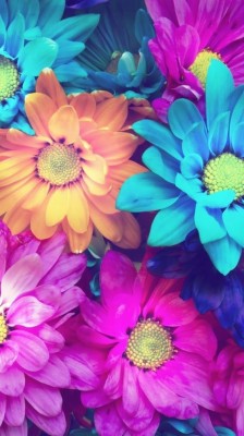 Colorful Flowers Iphone Background 564x1003 Wallpaper Teahub Io