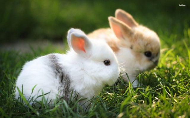 1920x1200, Cute White Rabbit Background Wallpaper 07791 - Rabbit ...