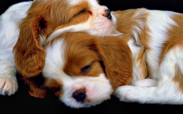 Spaniel Dog Wallpapers 1080p For Laptop Wallpaper Cavalier King Charles Spaniel Hd 19x12 Wallpaper Teahub Io