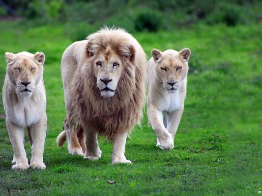 Cute Animals Lion Family Wallpaper - Lion Roaring In Jungle - 800x600  Wallpaper 