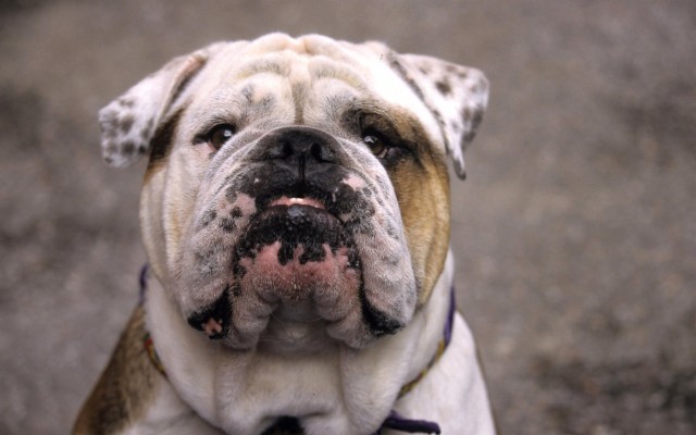 Cute Face Bulldog Wallpaper Hd Wallpaper - Tan And White Bulldog