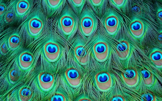 Transparent Background Peacock Feather Png - 1218x1500 Wallpaper 