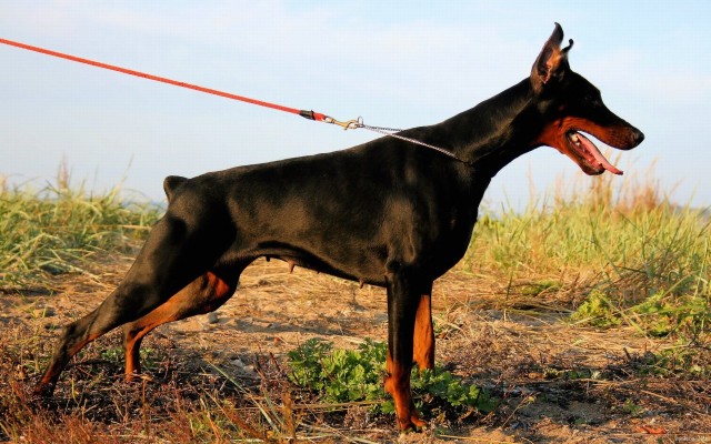 Doberman Wallpapers 4k Ultra Hd - Doberman Dog Photos Hd Download ...