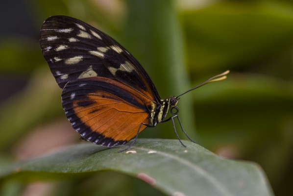 Brush-footed Butterfly - 736x1400 Wallpaper - teahub.io