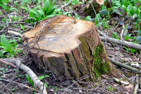 Tree, Trunk, Nature, Sawn, Log, Cut, Deforestation, - Tree Log Sawn ...