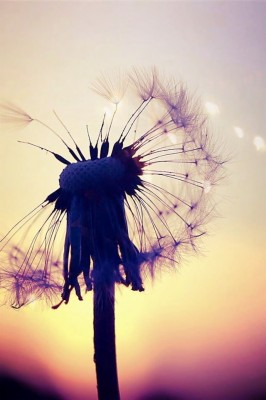 Ảnh Đẹp Làm Hình Nền Đt  - HD Wallpaper