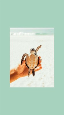 Aesthetic, Animals, And Saving Image - Cute Save The Turtles - 721x1280  Wallpaper 