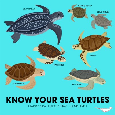 Know Your Sea Turtles - 1200x1200 Wallpaper - teahub.io