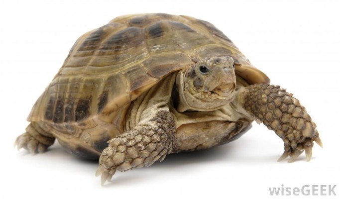 Pet Turtle Png - 1000x585 Wallpaper - teahub.io