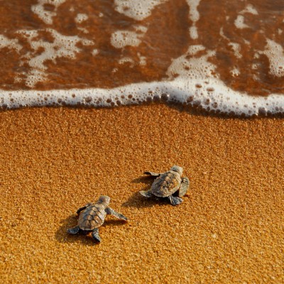 Turtle, Beach, And Sea Image - Cute Baby Turtle Background - 900x900  Wallpaper 