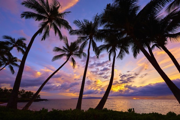 Palm Trees Vinyl Wall Decal