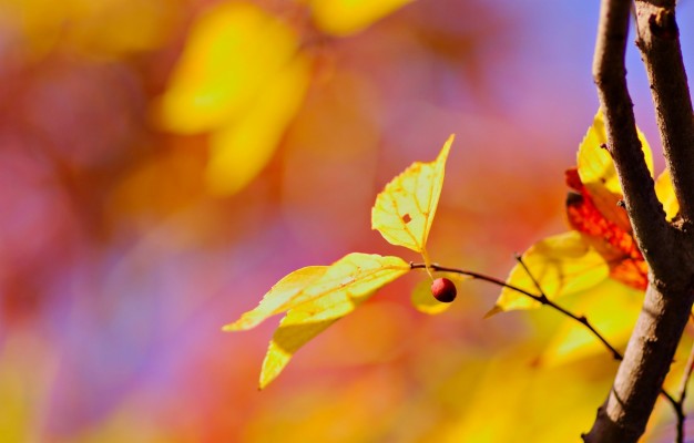 Yellow Tree Blur Background Hd - 1920x1200 Wallpaper 