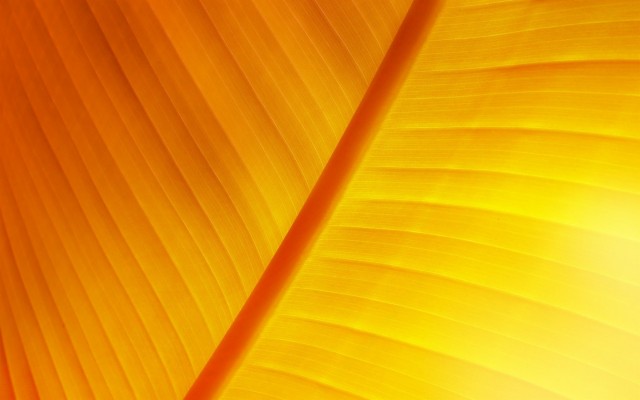 Download Banana Leaf Wallpapers and Backgrounds 