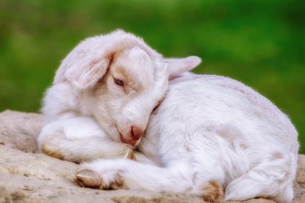 stoner goat