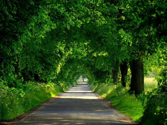 2048x1536, Tunnel Green Roads Shrubs Beautiful Road - Exit Interview ...