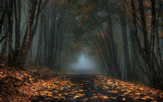 Foggy Forest Road Background - 2200x1375 Wallpaper - teahub.io