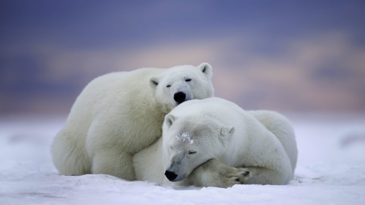 Polar Bear Couple - 2560x1440 Wallpaper - teahub.io