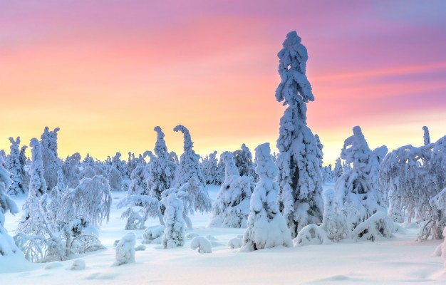 January Story Cold Trees Forest Snow Frost Winter Snowing - January ...